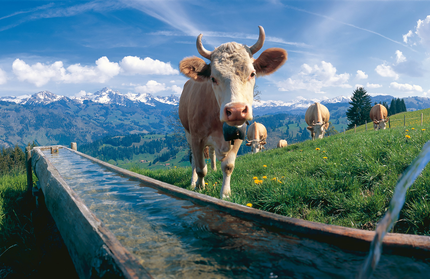 Per comfort-class touringcar van Maaskant Reizen naar Hoogtepunten van Zwitserland, 12 daagse ultieme rondreis  Met o.a. 3 treinreizen, Grindelwald, Zermatt, Davos, Chur, Lago Maggiore en Zürich