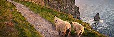 gegarandeerd_001_ierland_rondreis_cliffs_moher.jpg