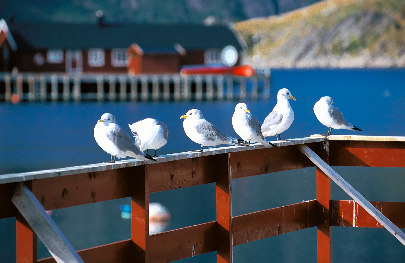 Busrondreis per comfort-class touringcar door Scandinavië met o.a. Noordkaap en Lofoten Met o.a. Stockholm, Poolcirkelcentrum, Santa Claus Village en Lapland.