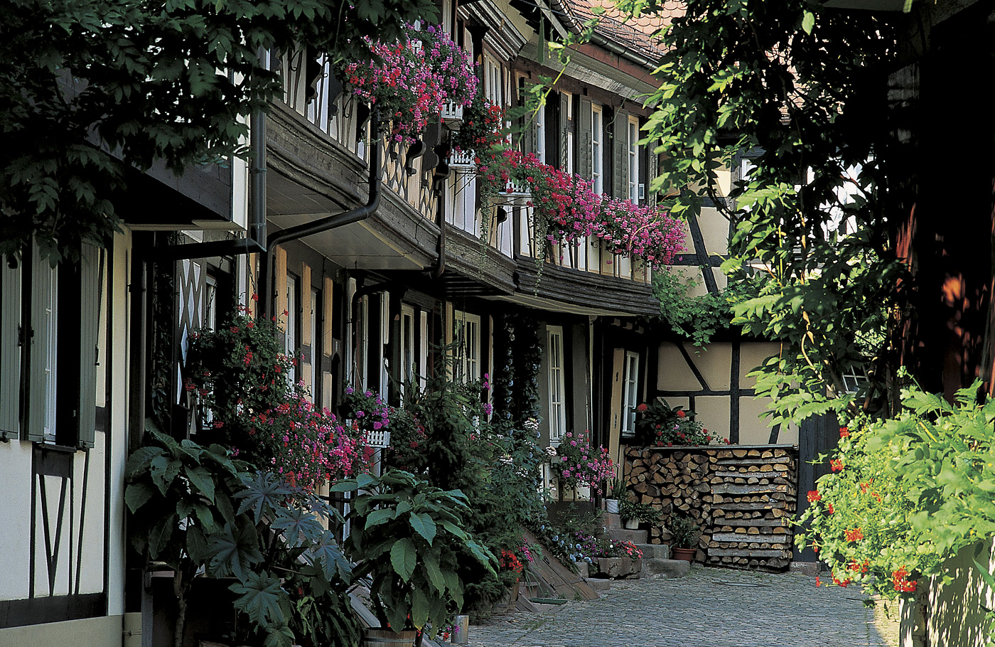 Busreis, Zwarte Woud, Maaskant Reizen