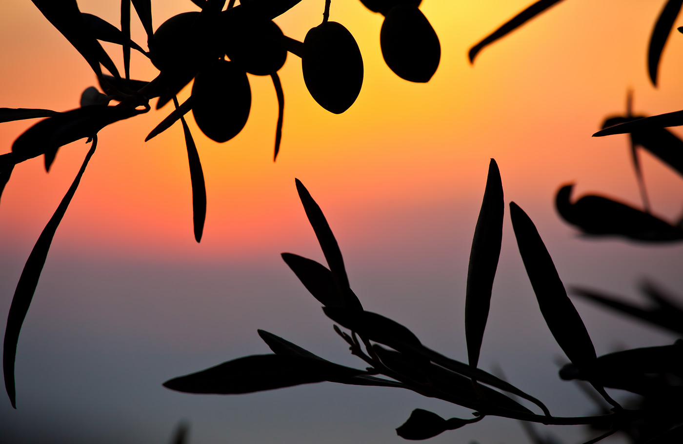 Maaskant Reizen, overwinterBusreis Italië met o.a. 2 weken verblijf op basis van half-pension in Giardini Naxos