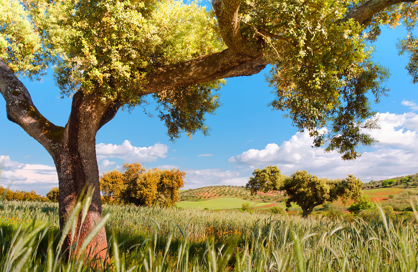 Met Maaskant Reizen per comfort-class touringcar naar Asturië, Cantabrië en Galicië Met o.a. Bilbao, Picos de Europa, Oviedo, Santiago de Compostela, León, Burgos en San Sebastian.