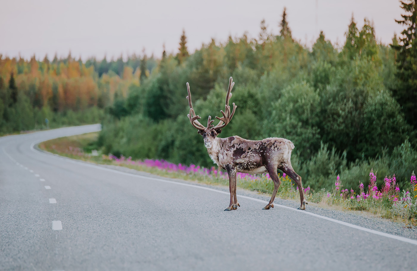 Busrondreis per comfort-class touringcar door Scandinavië met o.a. Noordkaap en Lofoten Met o.a. Stockholm, Poolcirkelcentrum, Santa Claus Village en Lapland.